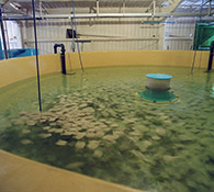 Fish Farm Floor & Tank Linings NCC